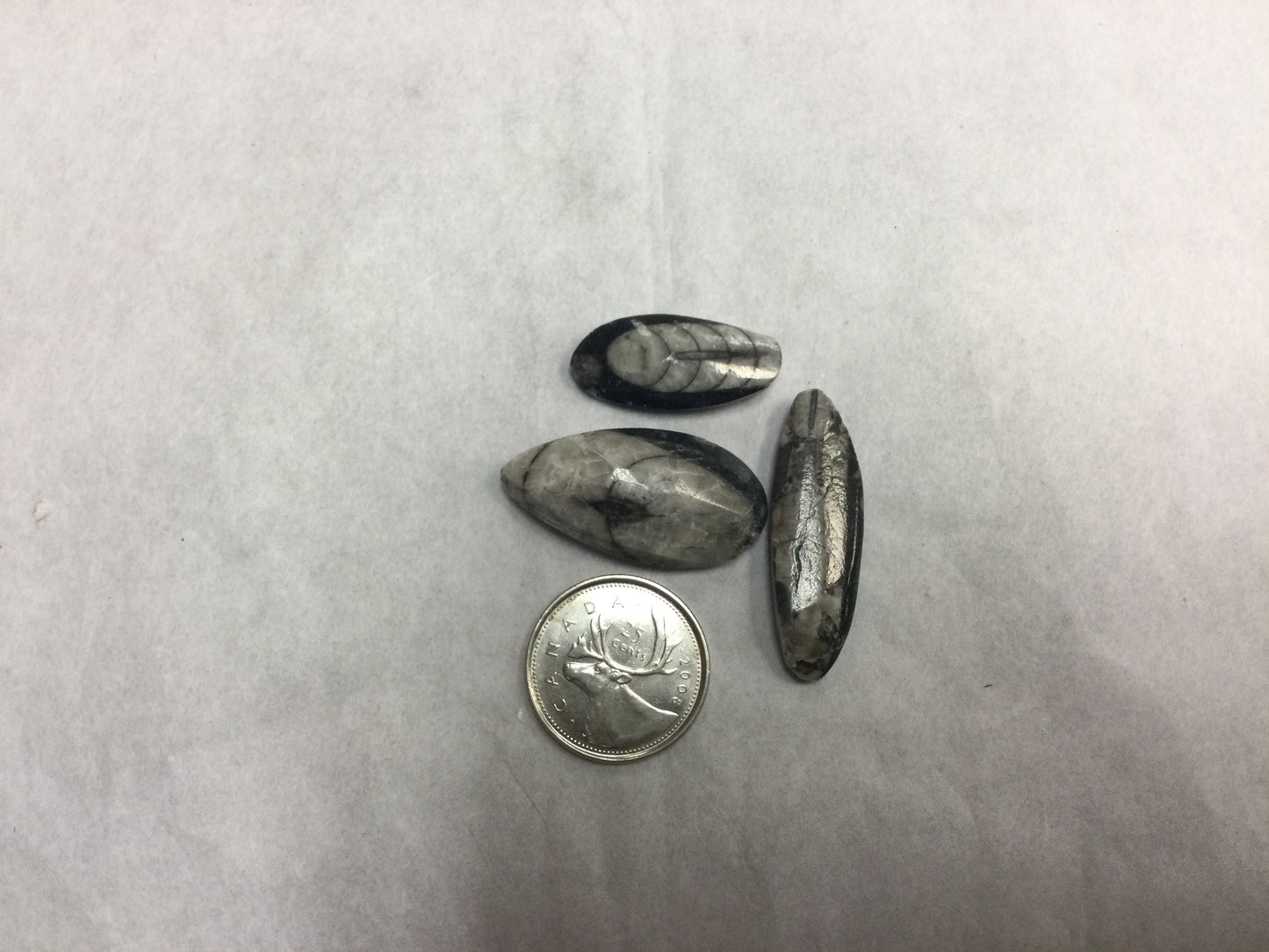 Orthoceras (Fossil Squid)