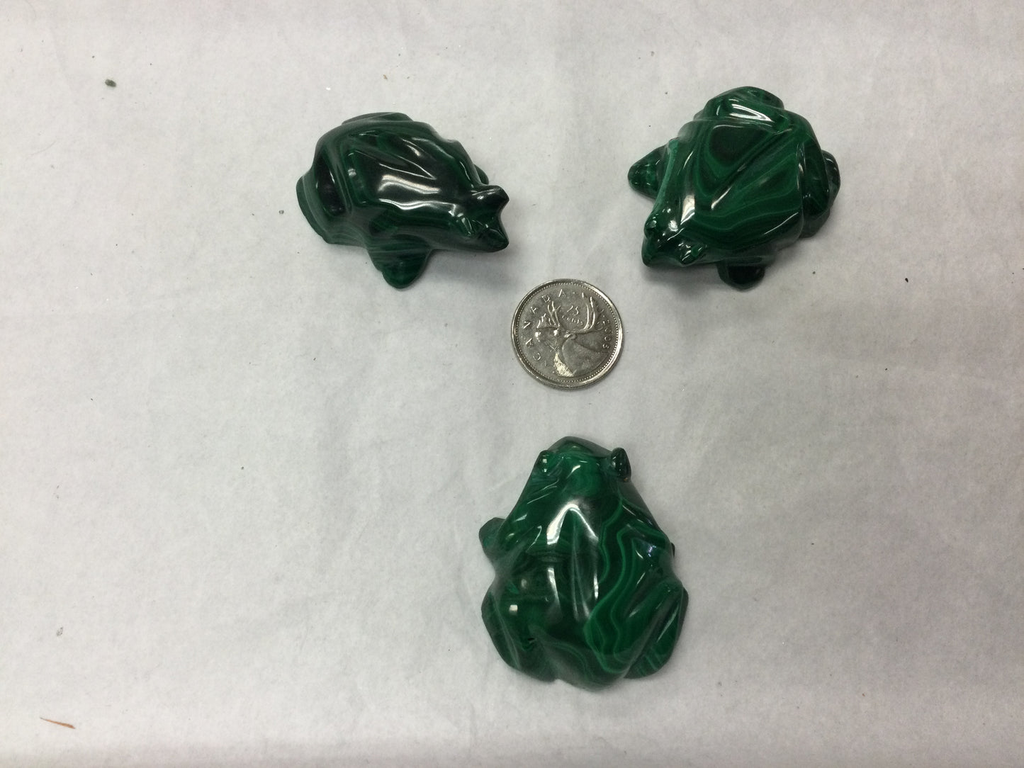 Malachite Frog