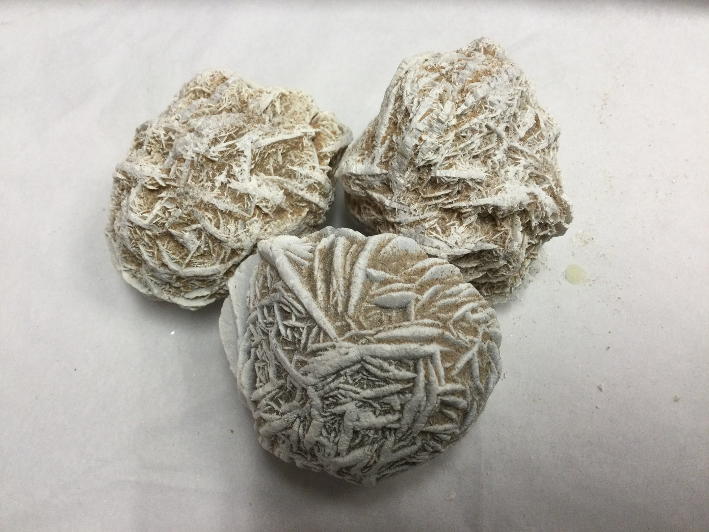 Desert Rose