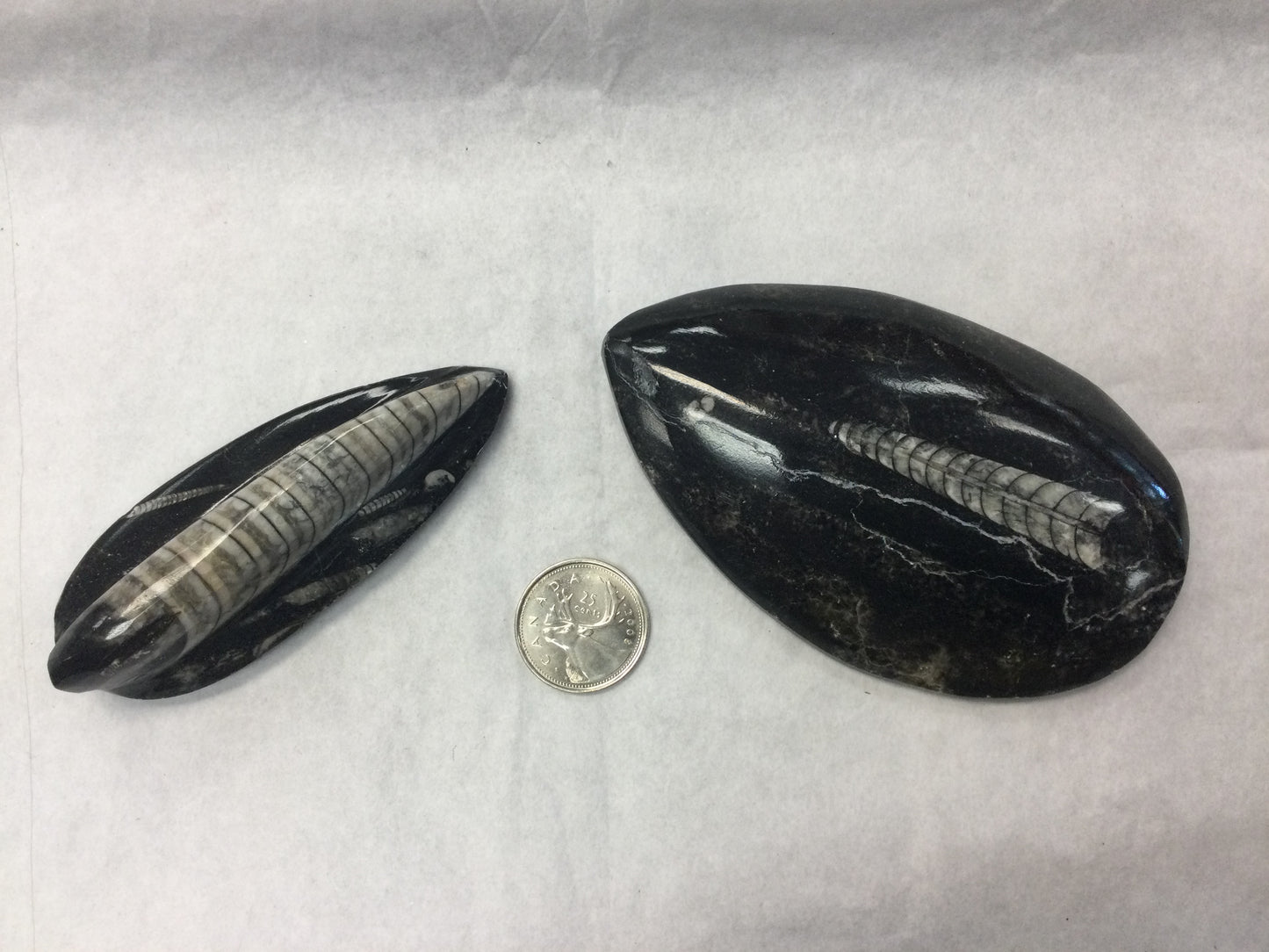 Orthoceras (Fossil Squid)