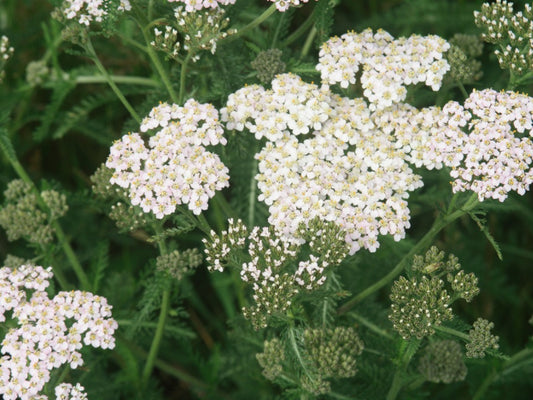 Yarrow Essential Oil (10% Dilution)