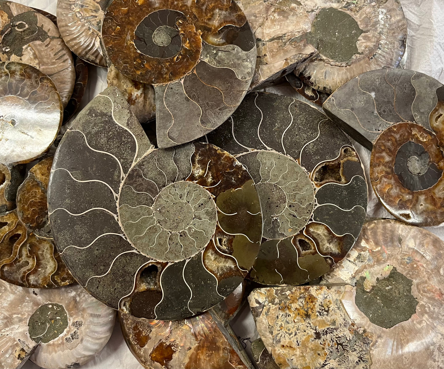 Large Polished Ammonite Pairs