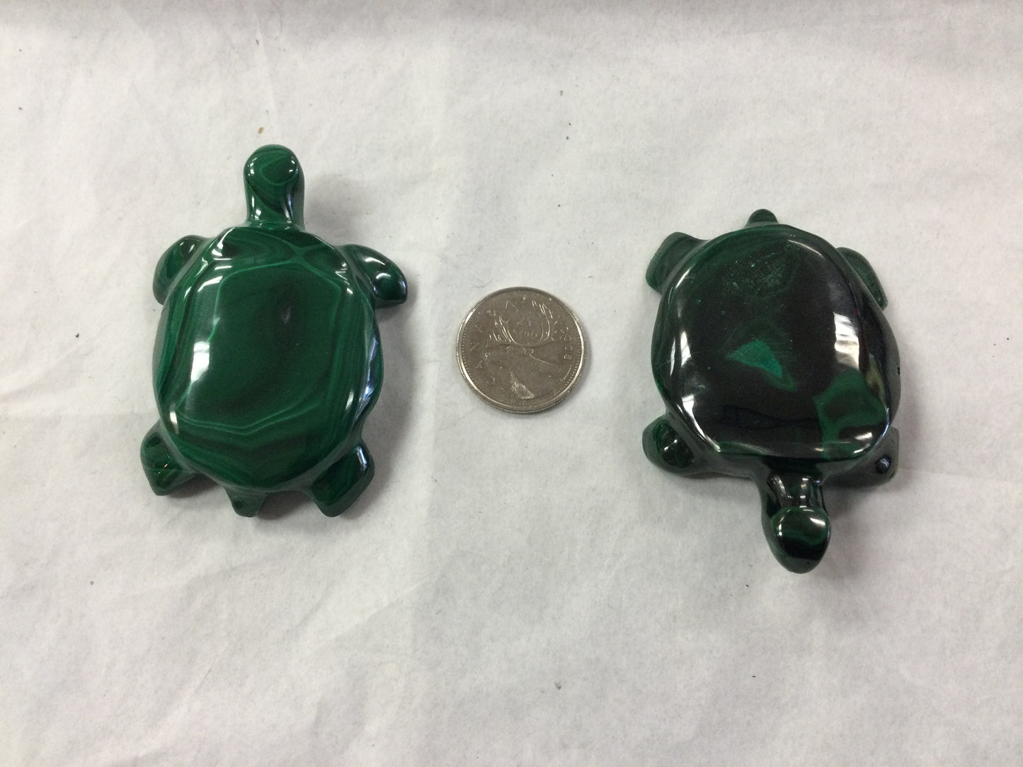 Malachite Turtle