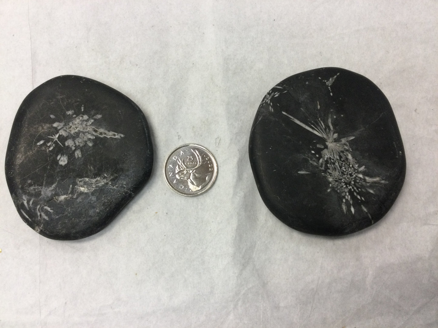 Chrysanthemum Stones, lg