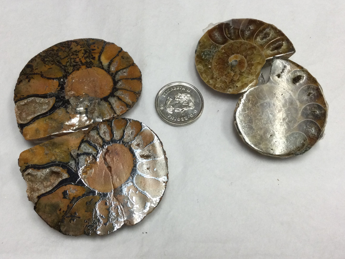 Ammonite Shells (Pairs)