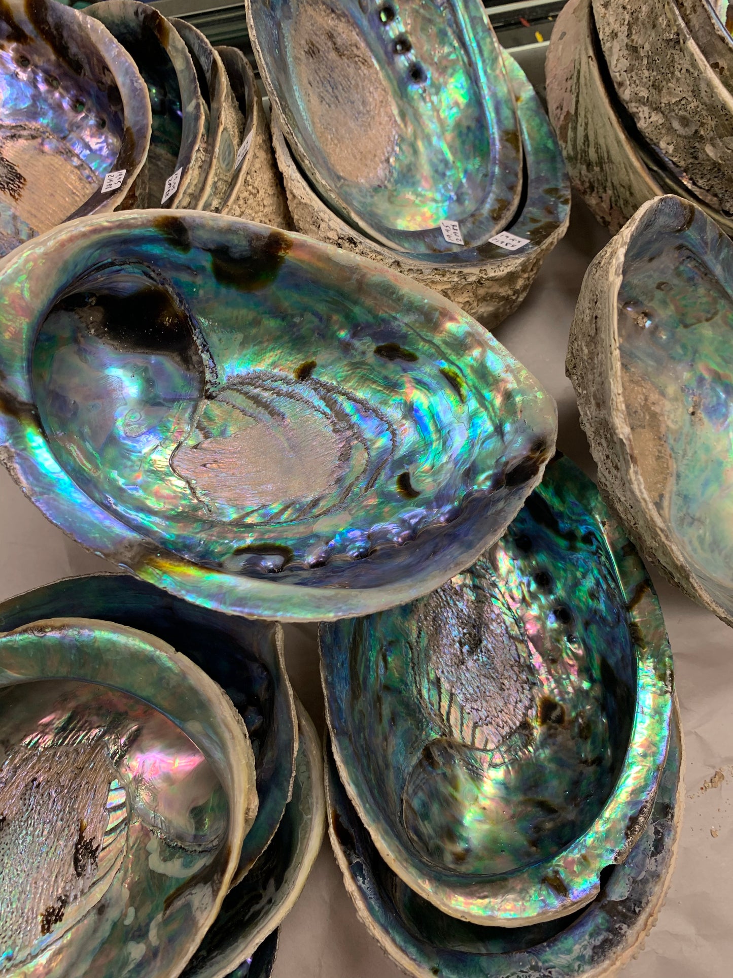 Abalone Shell