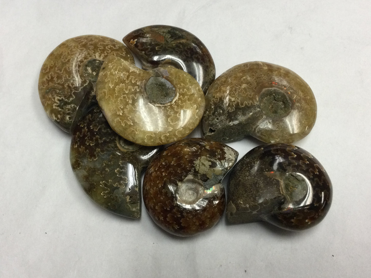 Whole Ammonite Shell
