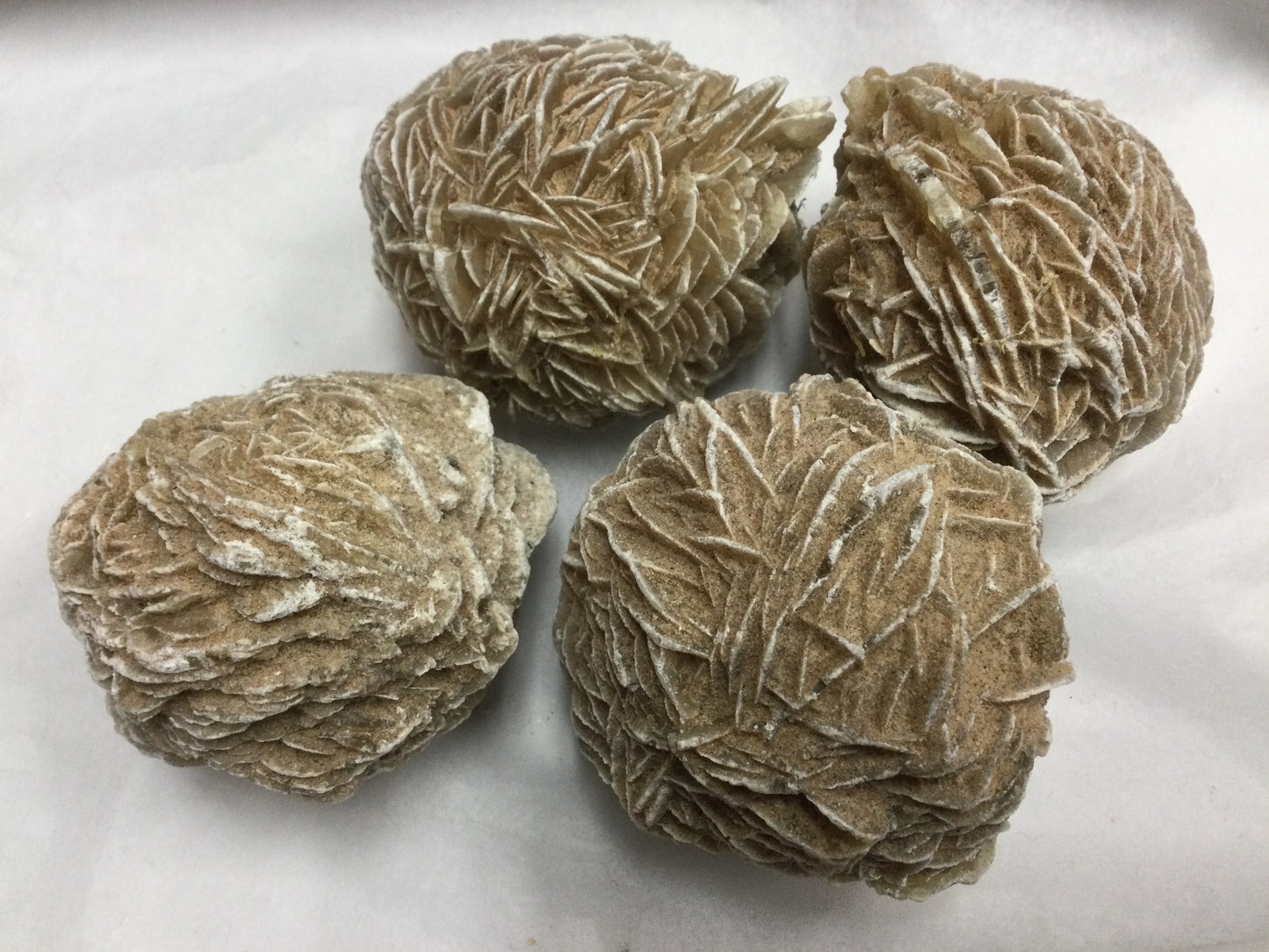 Desert Rose