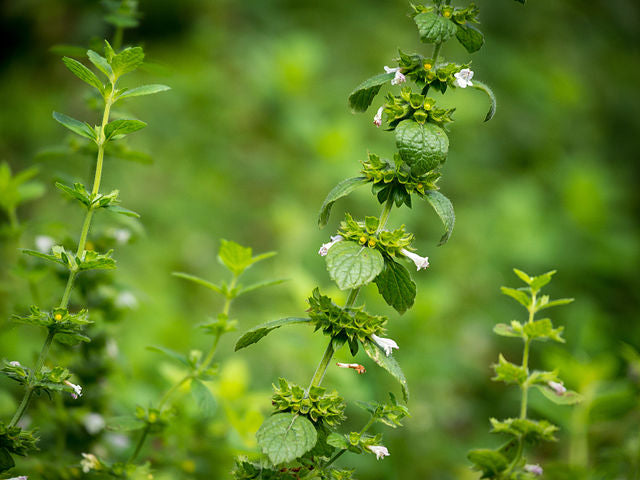 Lemonbalm Hydrosol