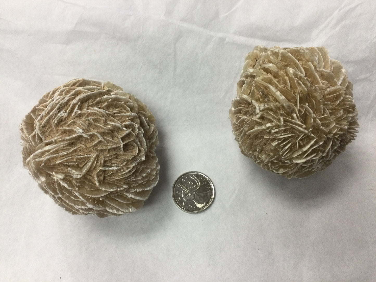 Desert Rose