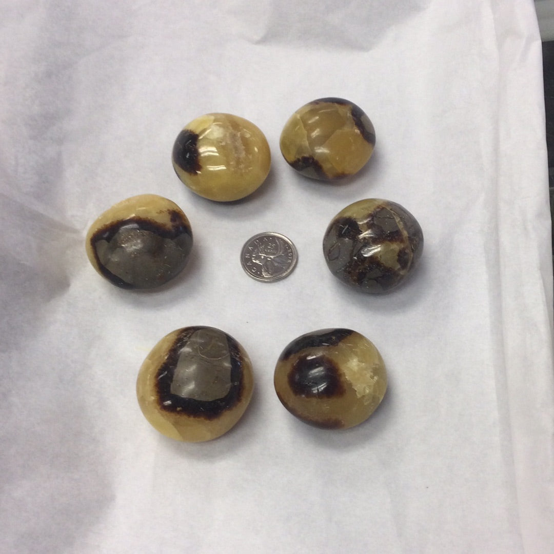 Septarian Nodules