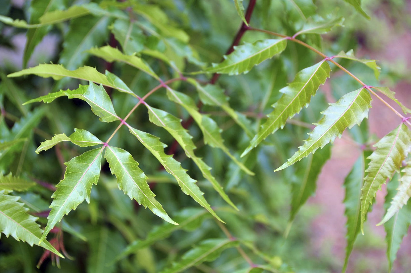 Neem Oil 12ml