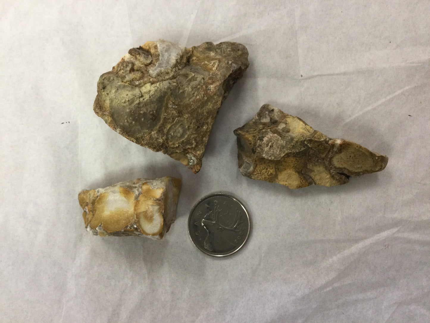 turtle shell jasper