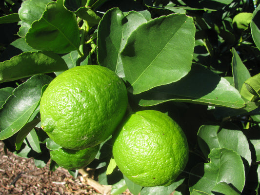 Persian lime EO