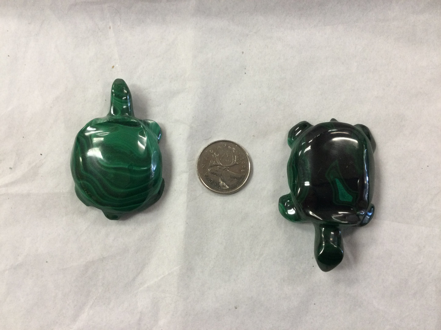 Malachite Turtle