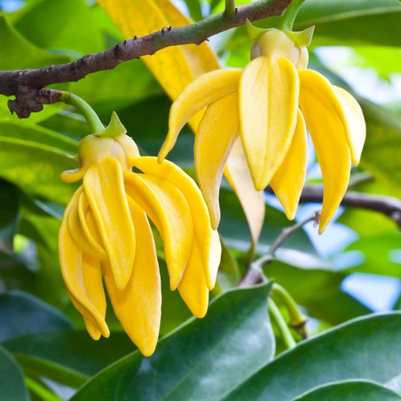 Ylang Ylang Hydrosol 120ml