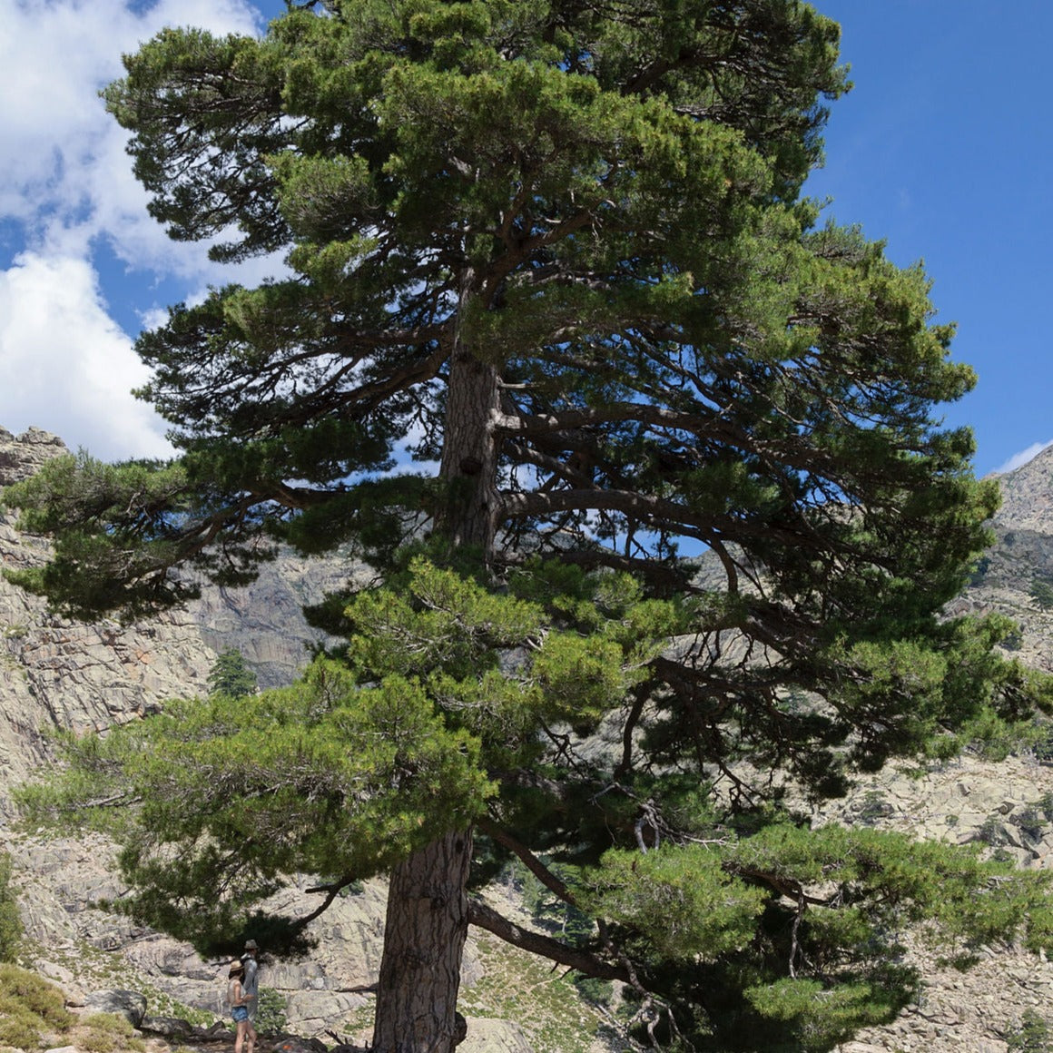 Black Pine Essential Oil