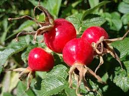 Rosehip Oil 12ml