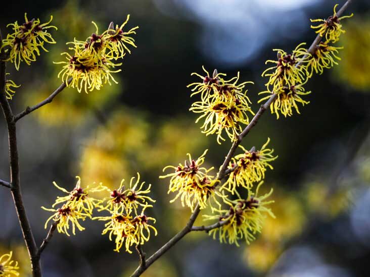 Witch Hazel Hydrosol 120ml