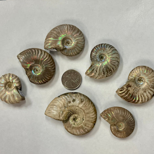 Opalized Ammonite Fossil - Whole
