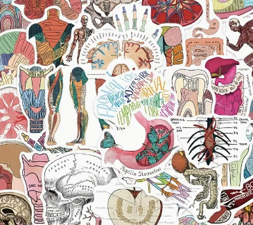 Anatomy Stickers