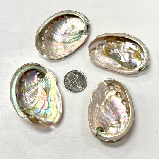 Small Abalone Shells