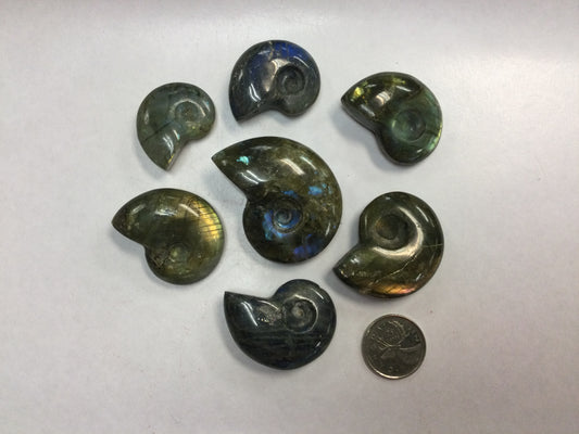 Labradorite carved Ammonite shells