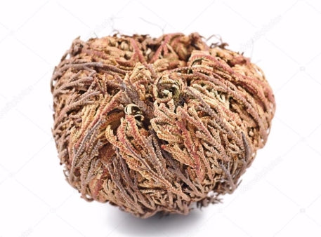 Resurrection Flower (Rose Of Jericho/ Jericho Rose)