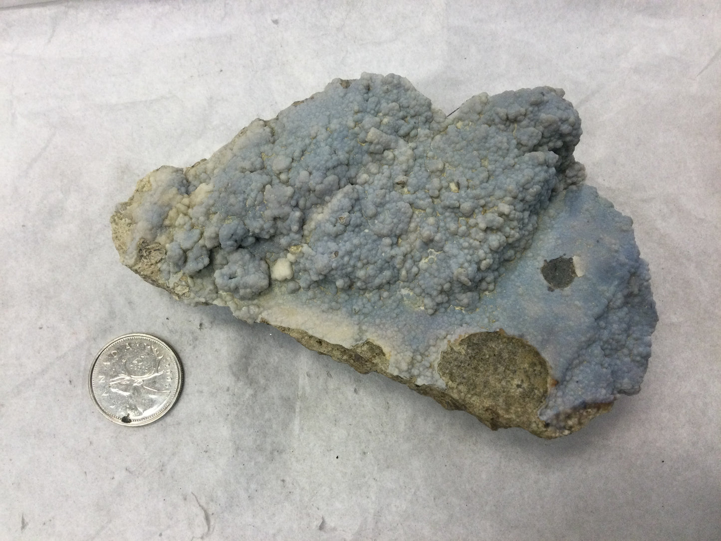 blue chalcedony on petrifed bogwood