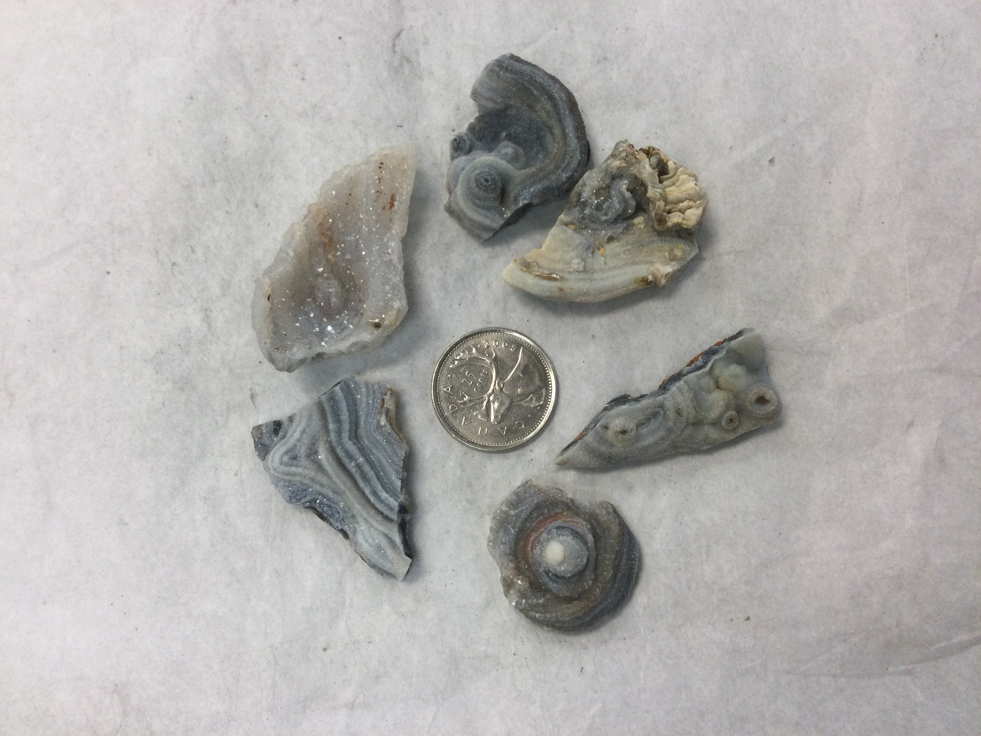 Natural Agate Shell – Planet Botanix Ottawa