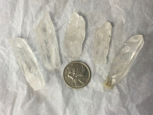 Lemurian Root