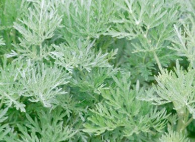 10% Davana Essential Oil In Fractionated Coconut Oil - 12ml