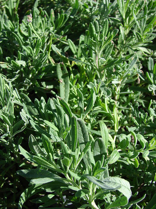 Tarragon Essential Oil