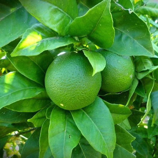 Lime (Key) Essential Oil