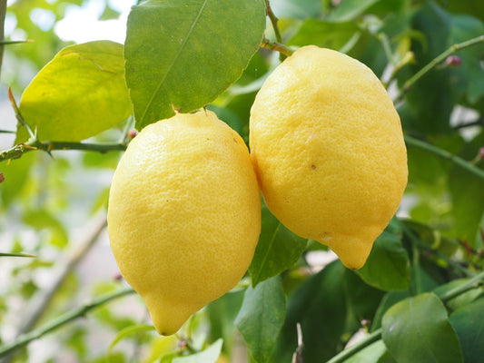 Lemon Hydrosol 120ml