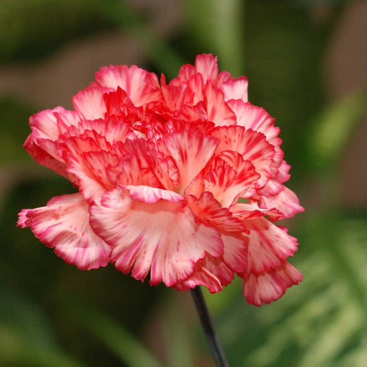 Carnation EO (10% Dilution)