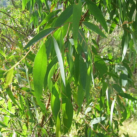 Eucalyptus (Blue Mallee) EO