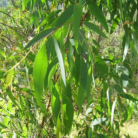 Eucalyptus (Blue Mallee) Essential Oil