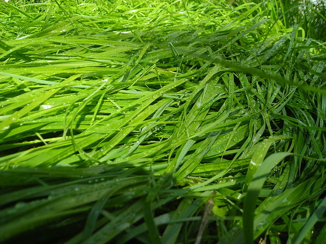 Sweetgrass Hydrosol 120ml