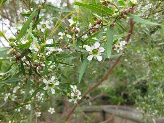 Tea Tree, Lemon Essential Oil