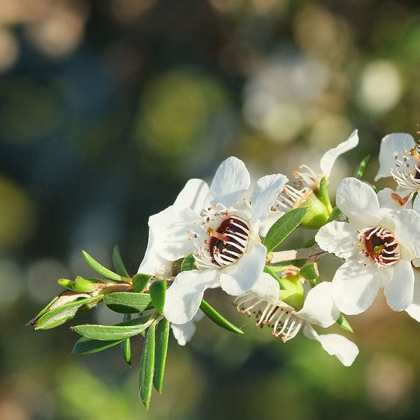 Manuka Italian Manuka Essential Oil – Planet Botanix Ottawa