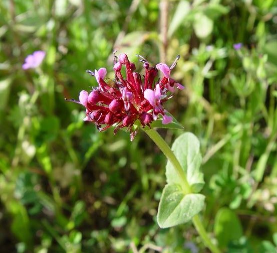 Spikenard Essential Oil