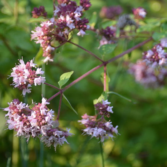 Marjoram Essential Oil