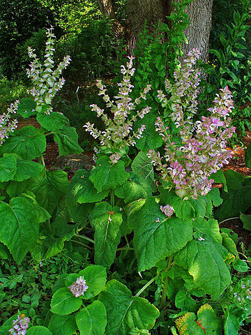 Sage (Clary) Essential Oil