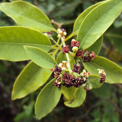 Indian Sandalwood Essential Oil (10% Dilution)