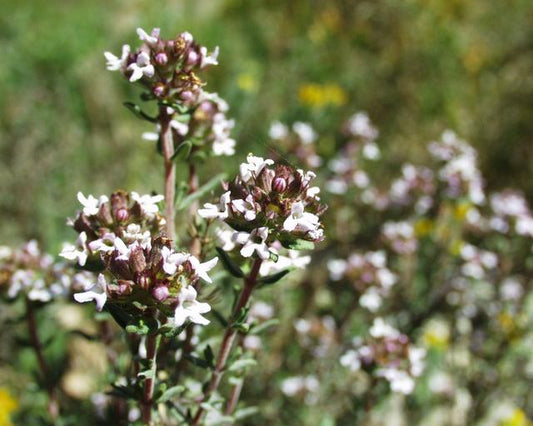 Thyme (Red) Essential Oil