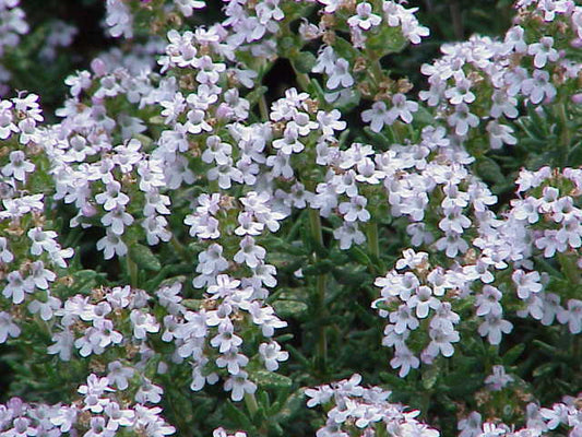 Thyme (White) Essential Oil