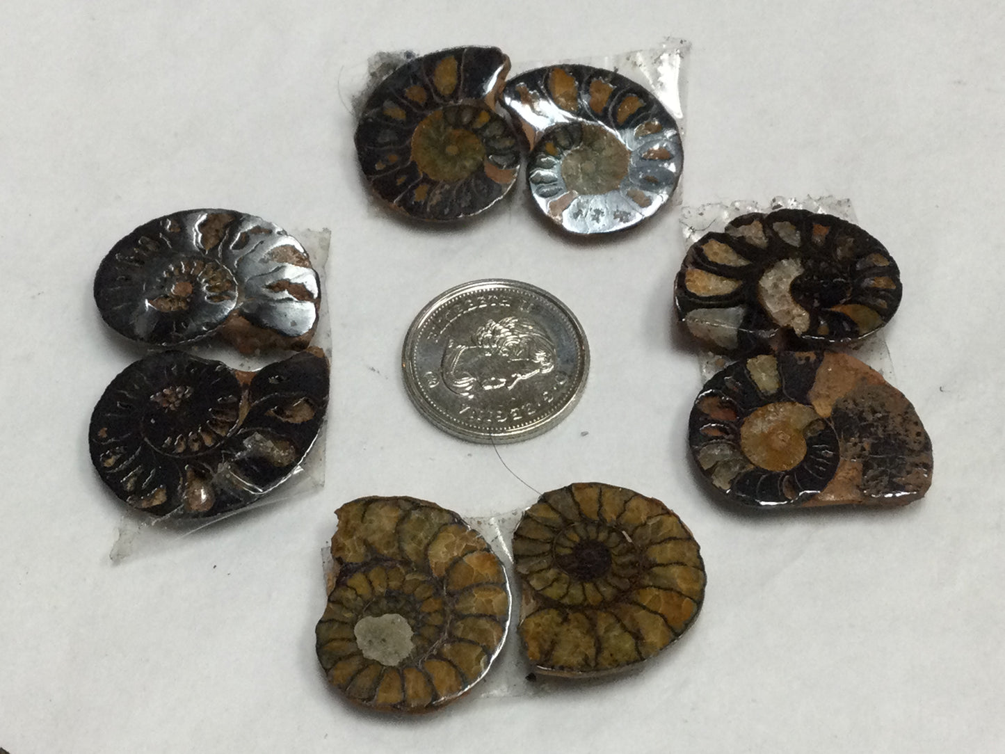 Ammonite Shells (Pairs)