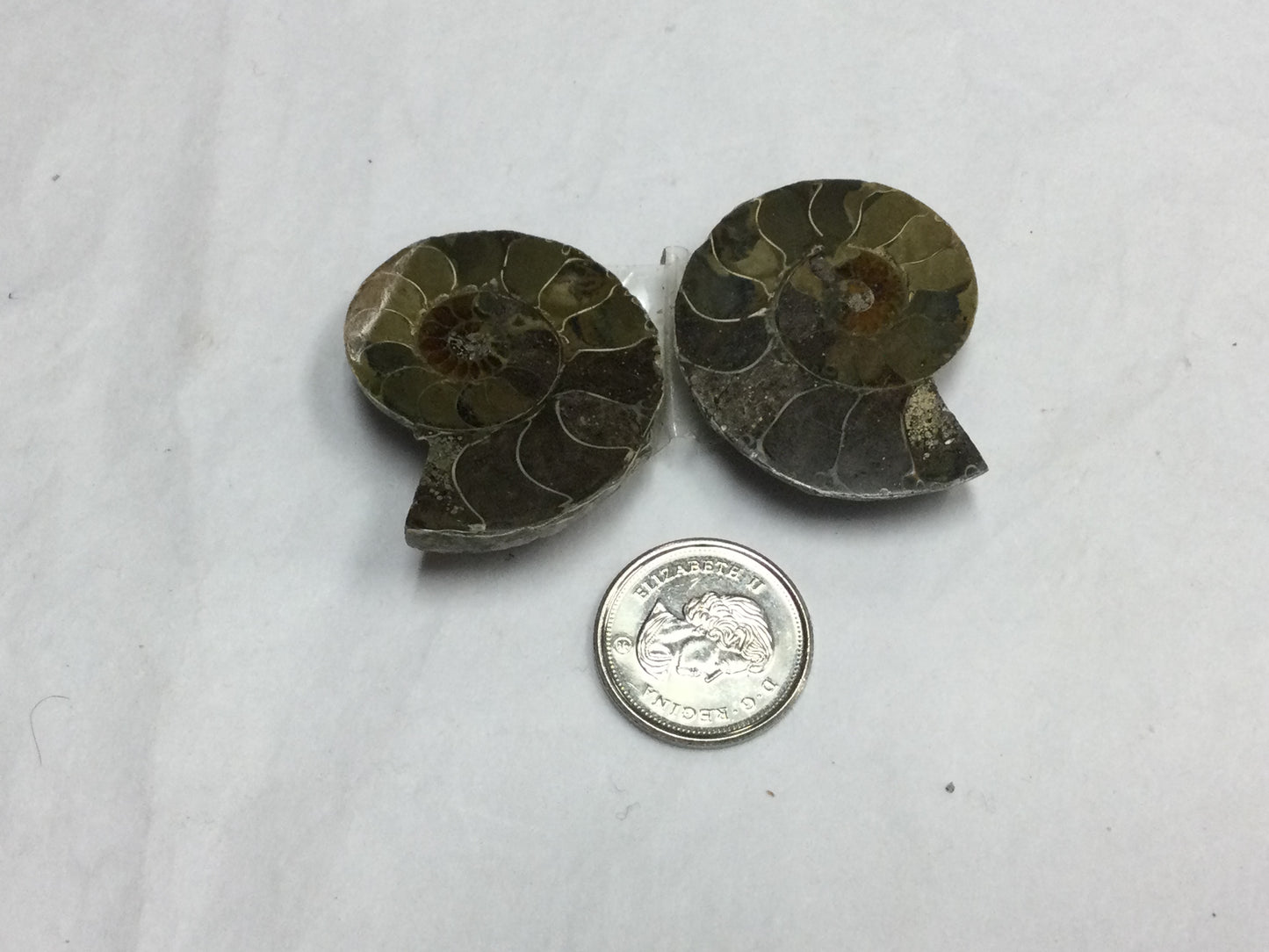 Ammonite Shells (Pairs)