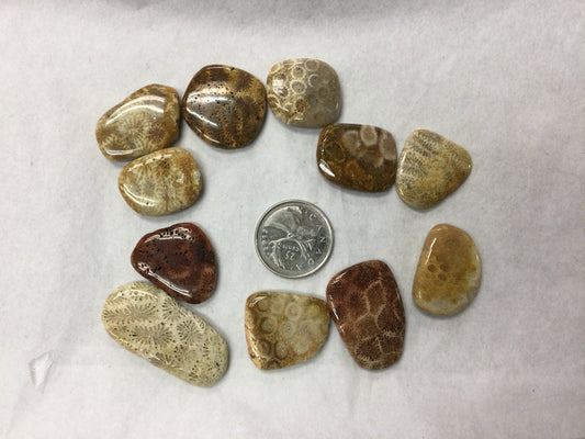 Agatized Coral small, high grade